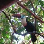 A vibrant parrot with a colorful beak perched on a tree branch in Canaima, Venezuela