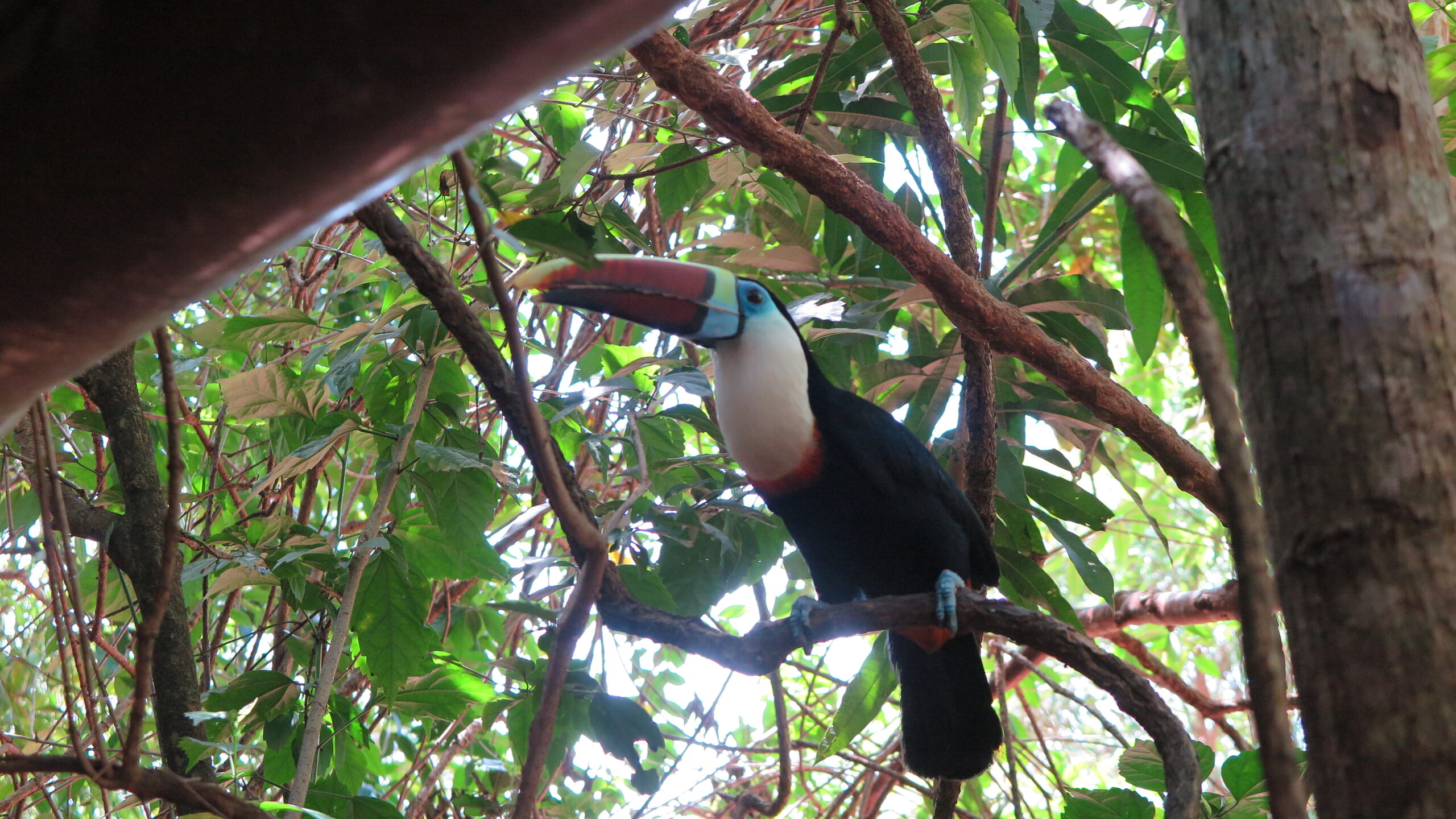 A vibrant parrot with a colorful beak perched on a tree branch in Canaima, Venezuela