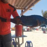 A person in a bright orange shirt holding a large Blue Parrotfish under a shaded beach hut on La Tortuga Island. White sand, palm trees, and colorful tents are visible in the background.