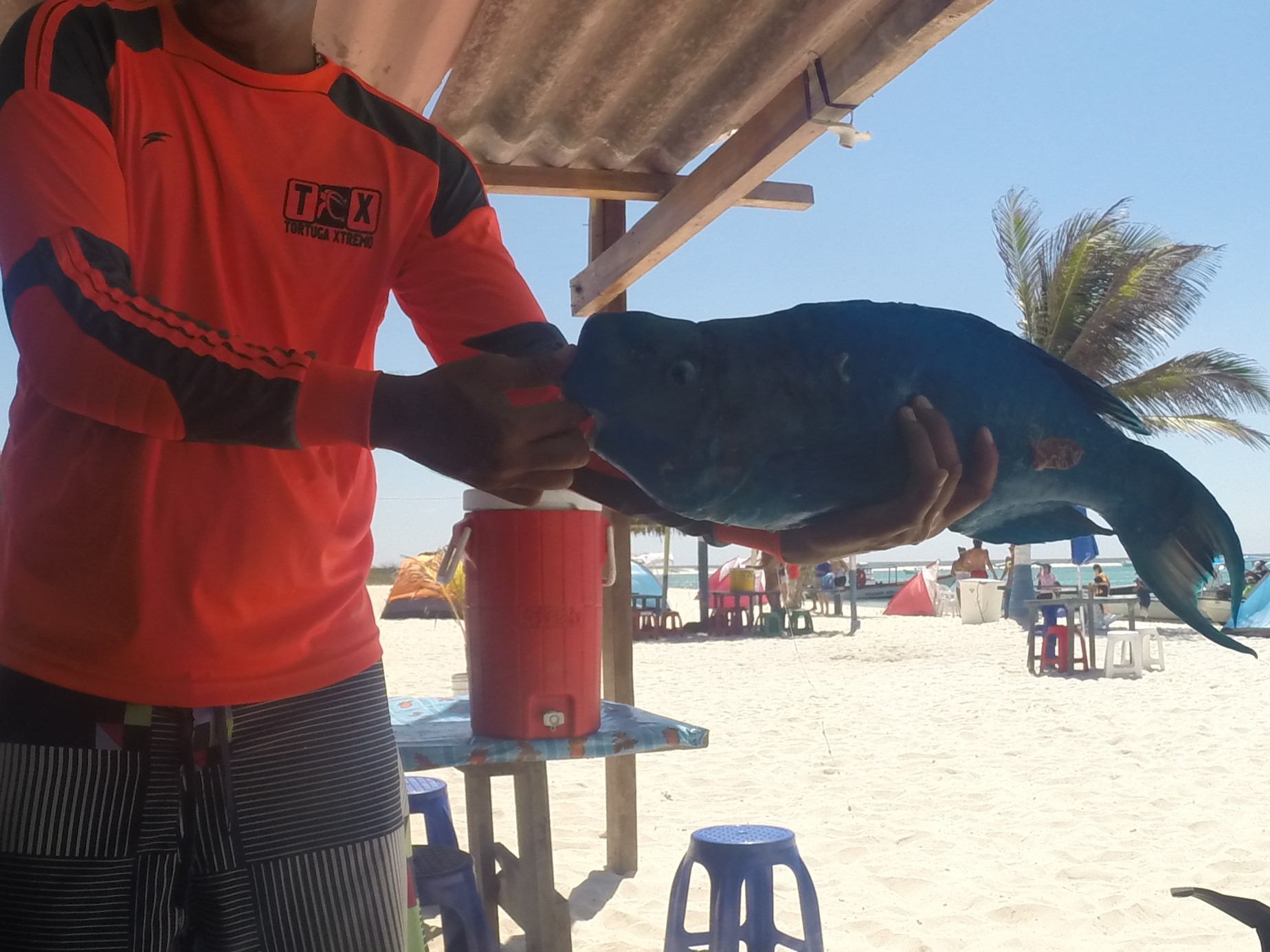 A person in a bright orange shirt holding a large Blue Parrotfish under a shaded beach hut on La Tortuga Island. White sand, palm trees, and colorful tents are visible in the background.