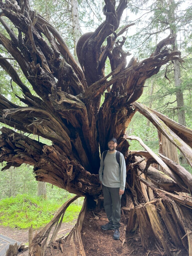 A fallen tree Writer standing inside the hollow trunk of a fallen tree in the Ancient Forest.