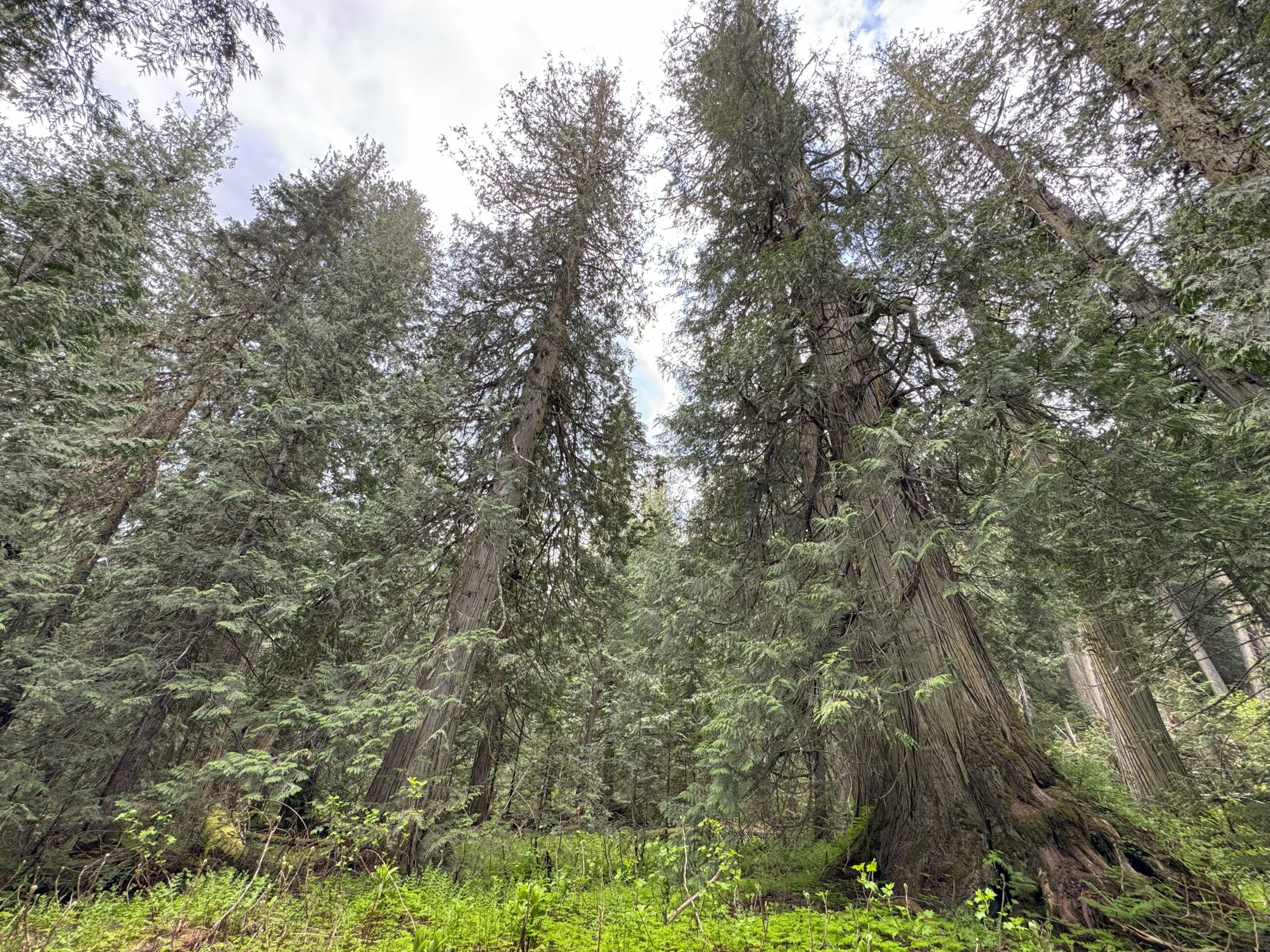 Towering ancient trees in the heart of the Ancient Forest.