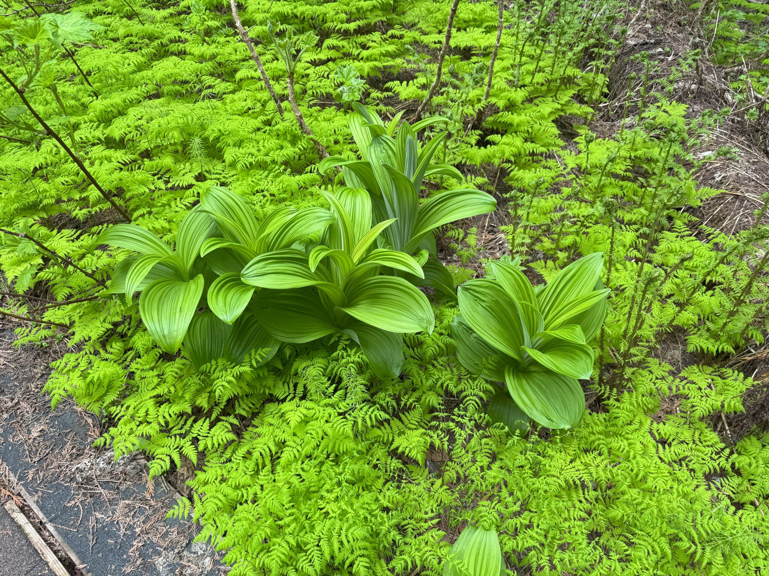 Lush green plants covering the forest floor in the Ancient Forest.