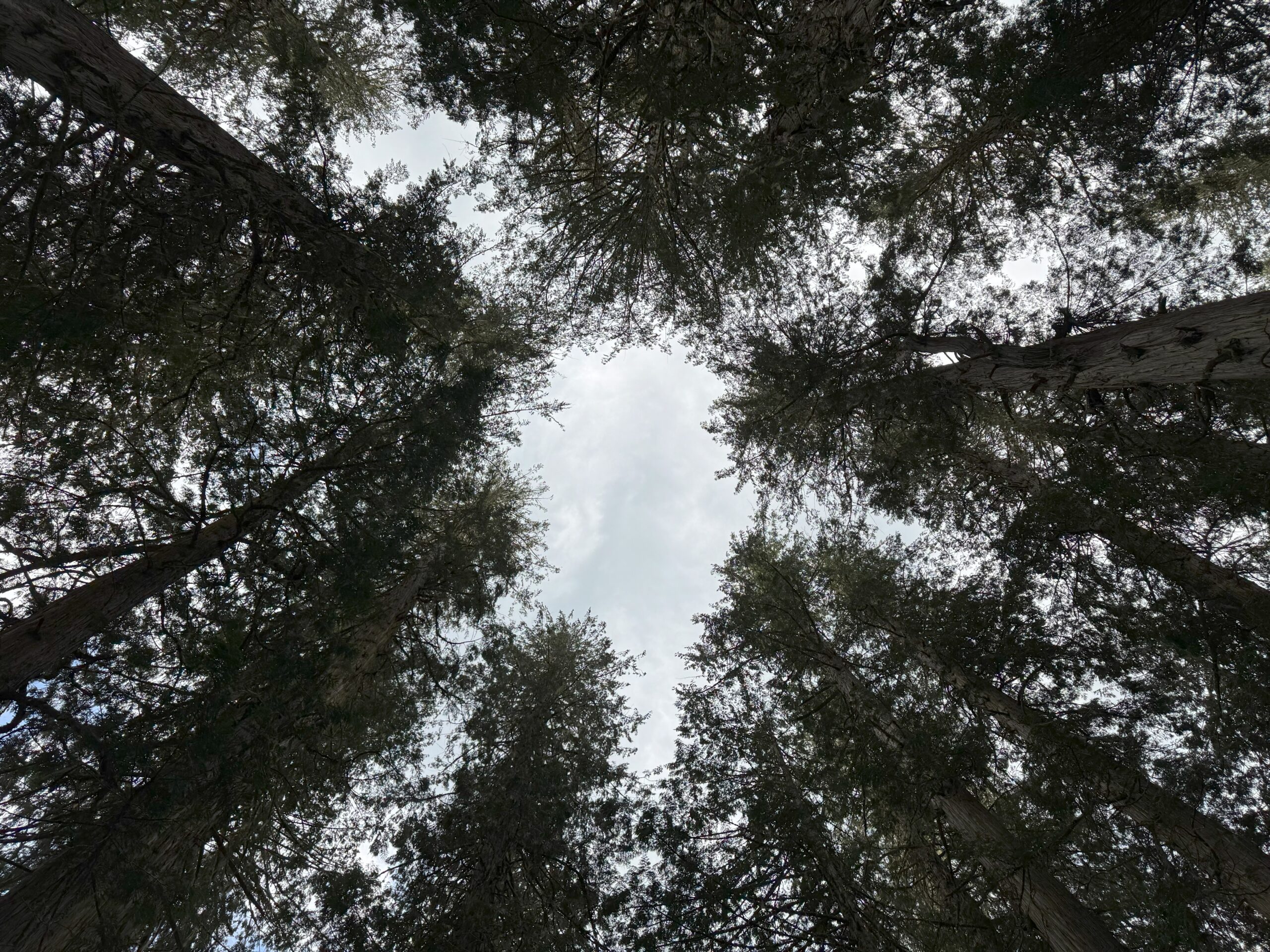 Cedar trees forming a natural circle as viewed from below in the Ancient Forest.