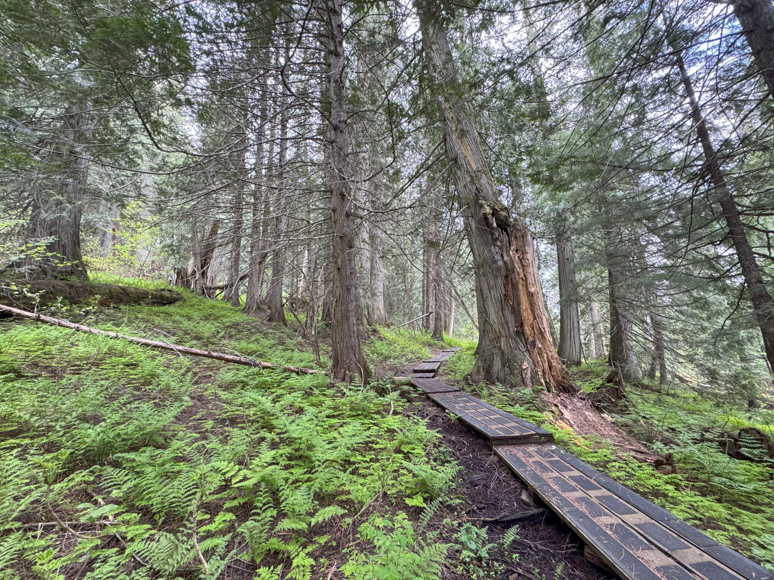 Wooden boardwalk leading into the dense Ancient Forest.