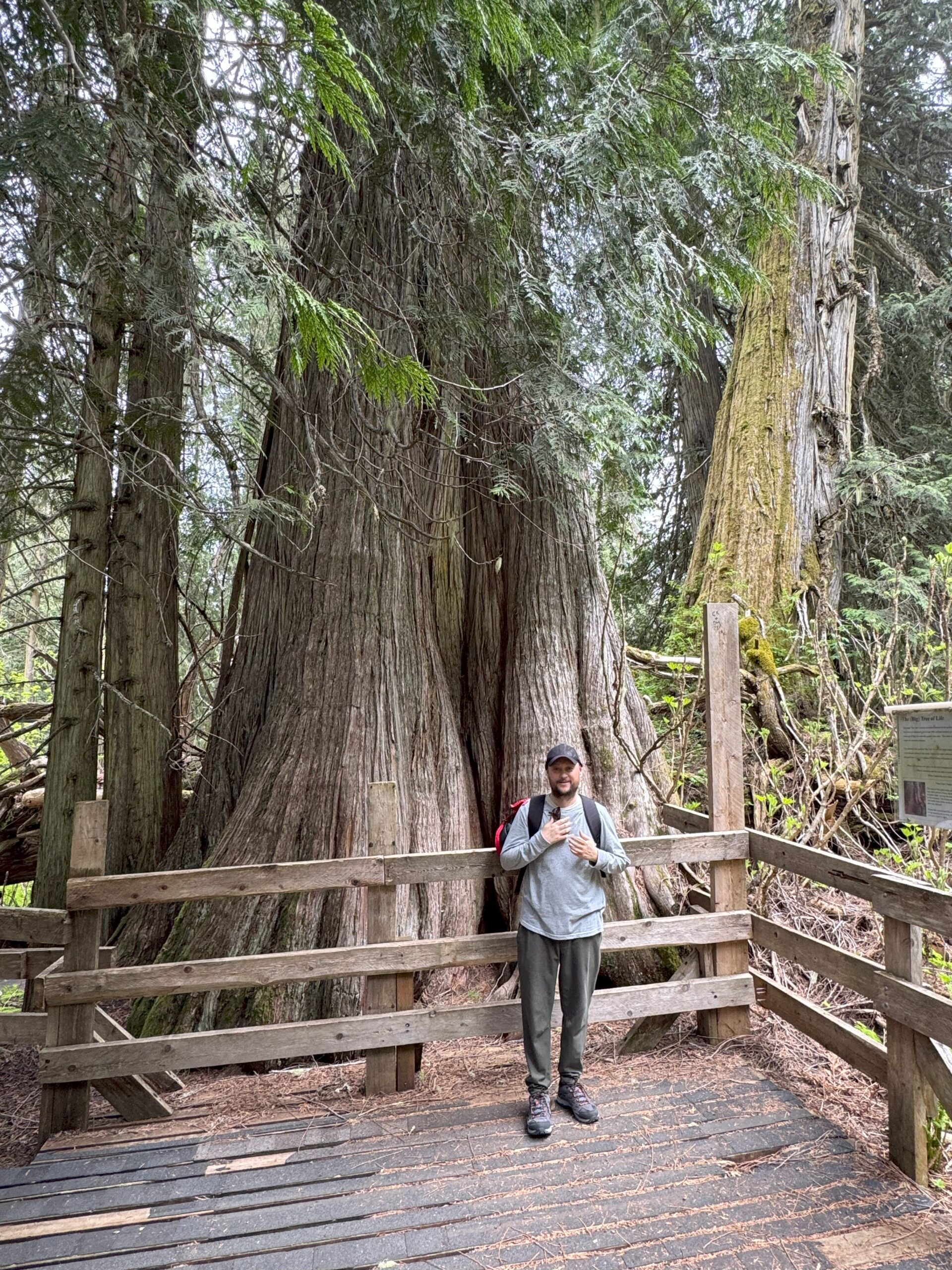 Person standing in front of the Big Tree in the Ancient Forest.