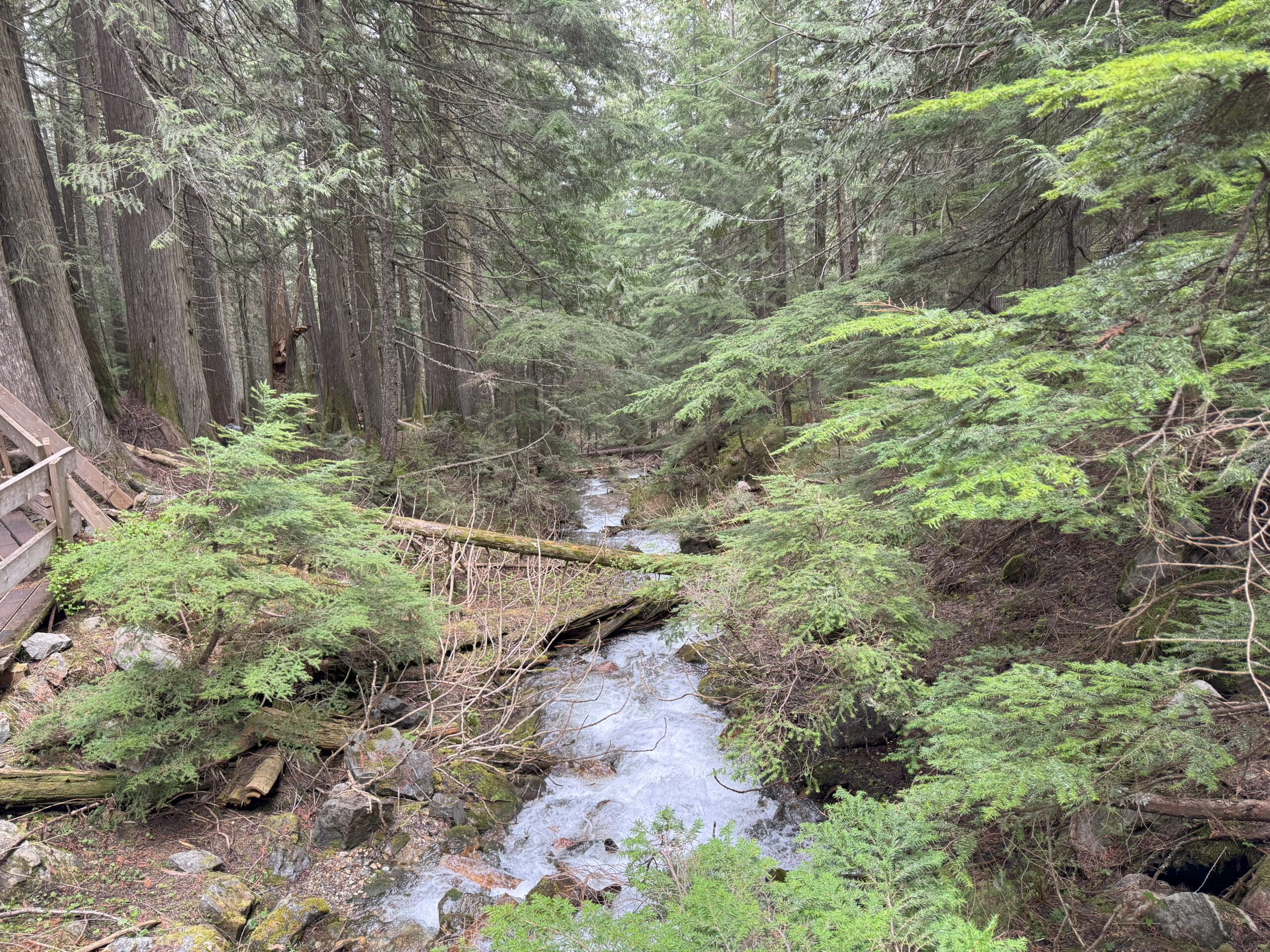 Water flowing from a waterfall into the forest in the Ancient Forest.