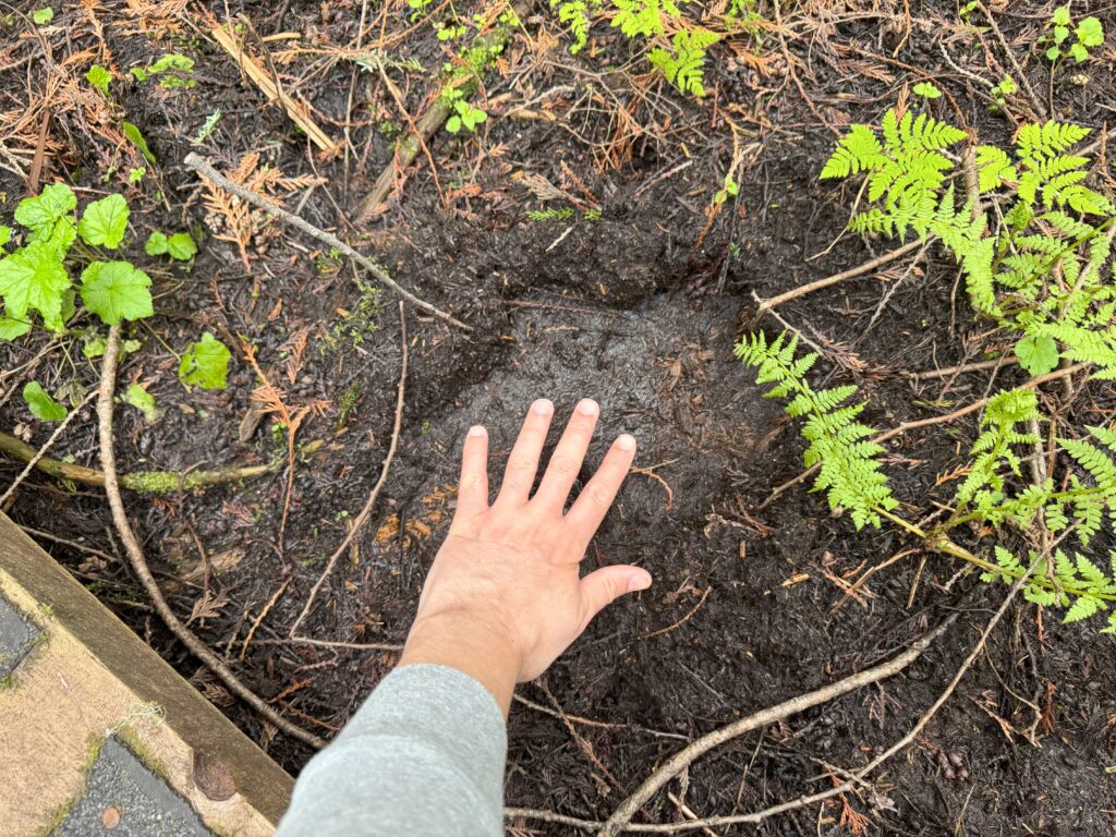 Bear footprint A bear footprint in the Ancient Forest with a hand placed beside it for size comparison.