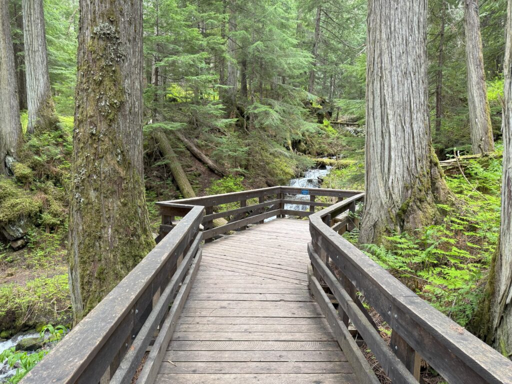 Nowell Senior Universal Boardwalk Nowell Senior Universal Boardwalk winding through the Ancient Forest.