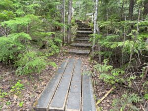 Wooden boardwalk leading into the Ancient Forest, making the trail easier to walk.