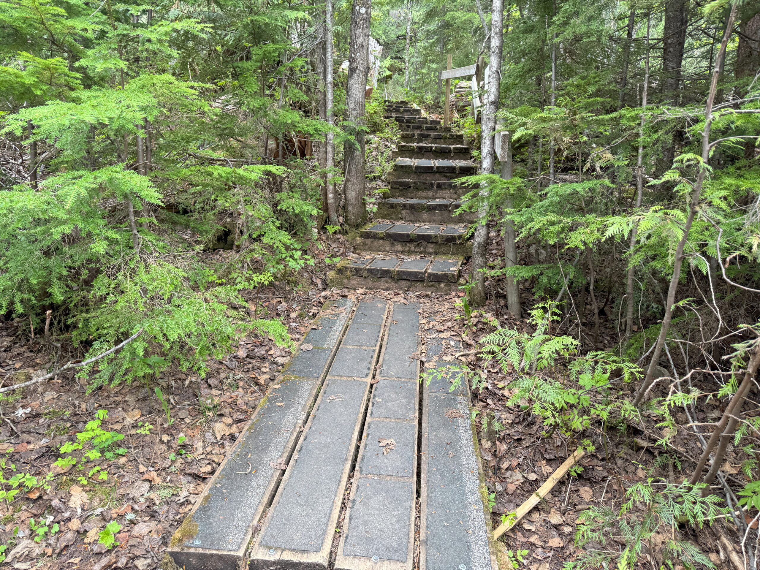 Wooden boardwalk leading into the Ancient Forest, making the trail easier to walk.