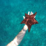 Underwater photo of a hand holding a red starfısh above rocky seabed terrain in the Galapagos Islands.