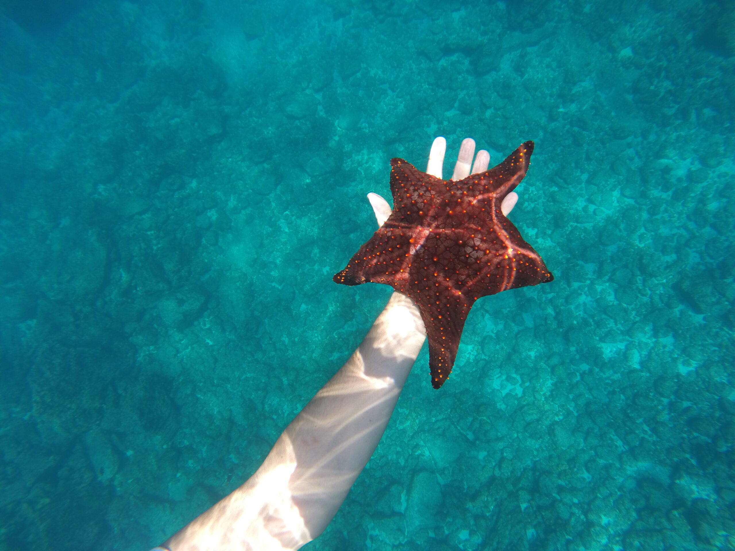 Underwater photo of a hand holding a red starfısh above rocky seabed terrain in the Galapagos Islands.