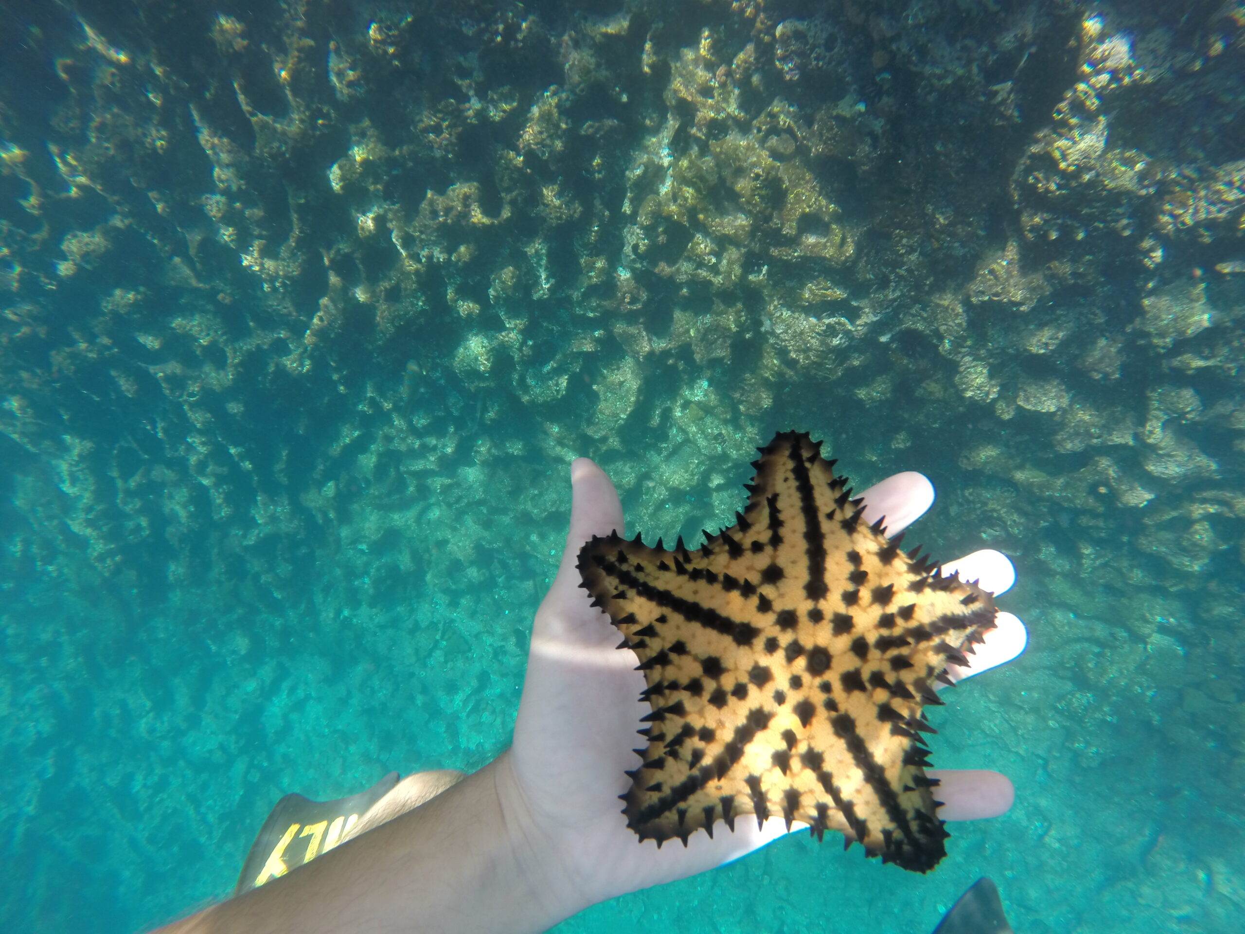 Underwater photo of a hand holding a yellow starfısh above rocky seabed terrain in the Galápagos Islands.