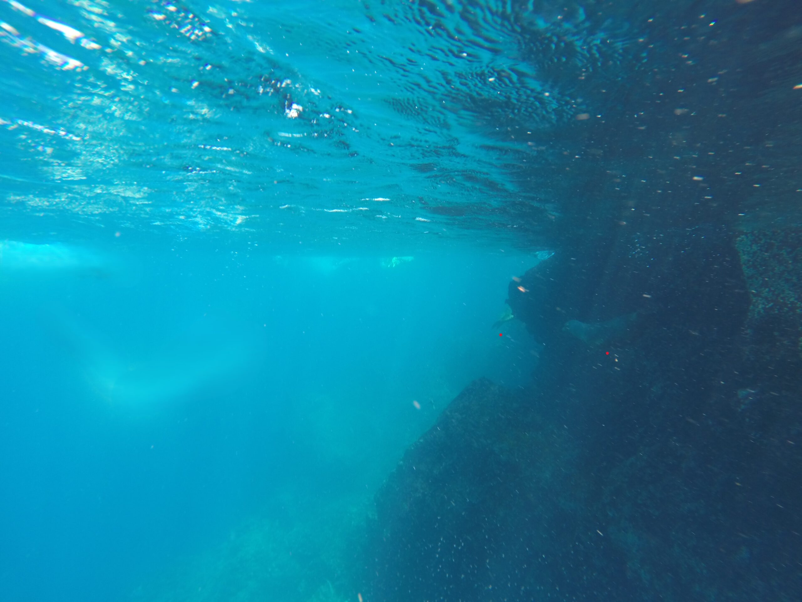 Two sea lions swimming near rocky formations in the sea at the Galapagos Islands — one fully visible on the right, and the tail of the second seen nearby.