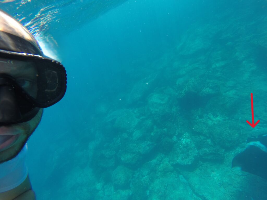 Underwater selfie of a snorkeler in the Galapagos Islands, with part of a manta ray visible in the lower right corner of the image.