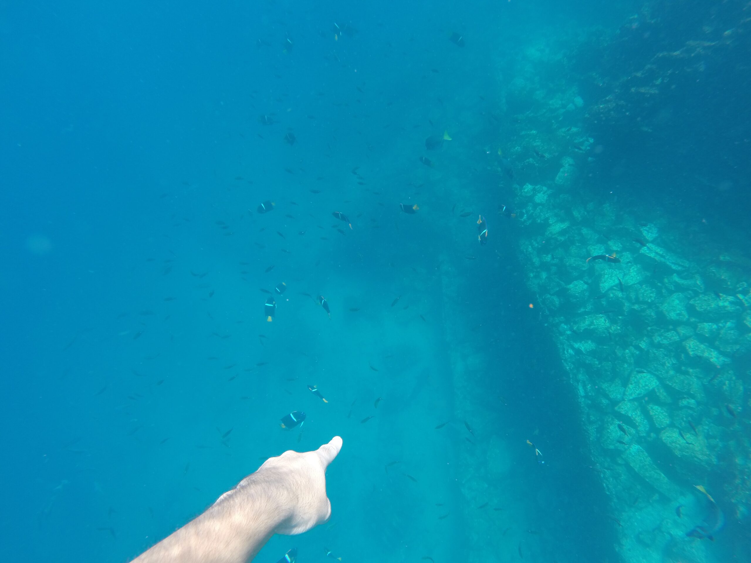 A snorkeler underwater pointing toward a whitetip reef shark resting near rocks in deep water, surrounded by other fish.