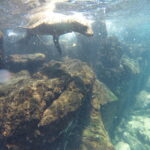 Sea lion swimming in rocky coastal waters of the Santa Fe Island, Galapagos.