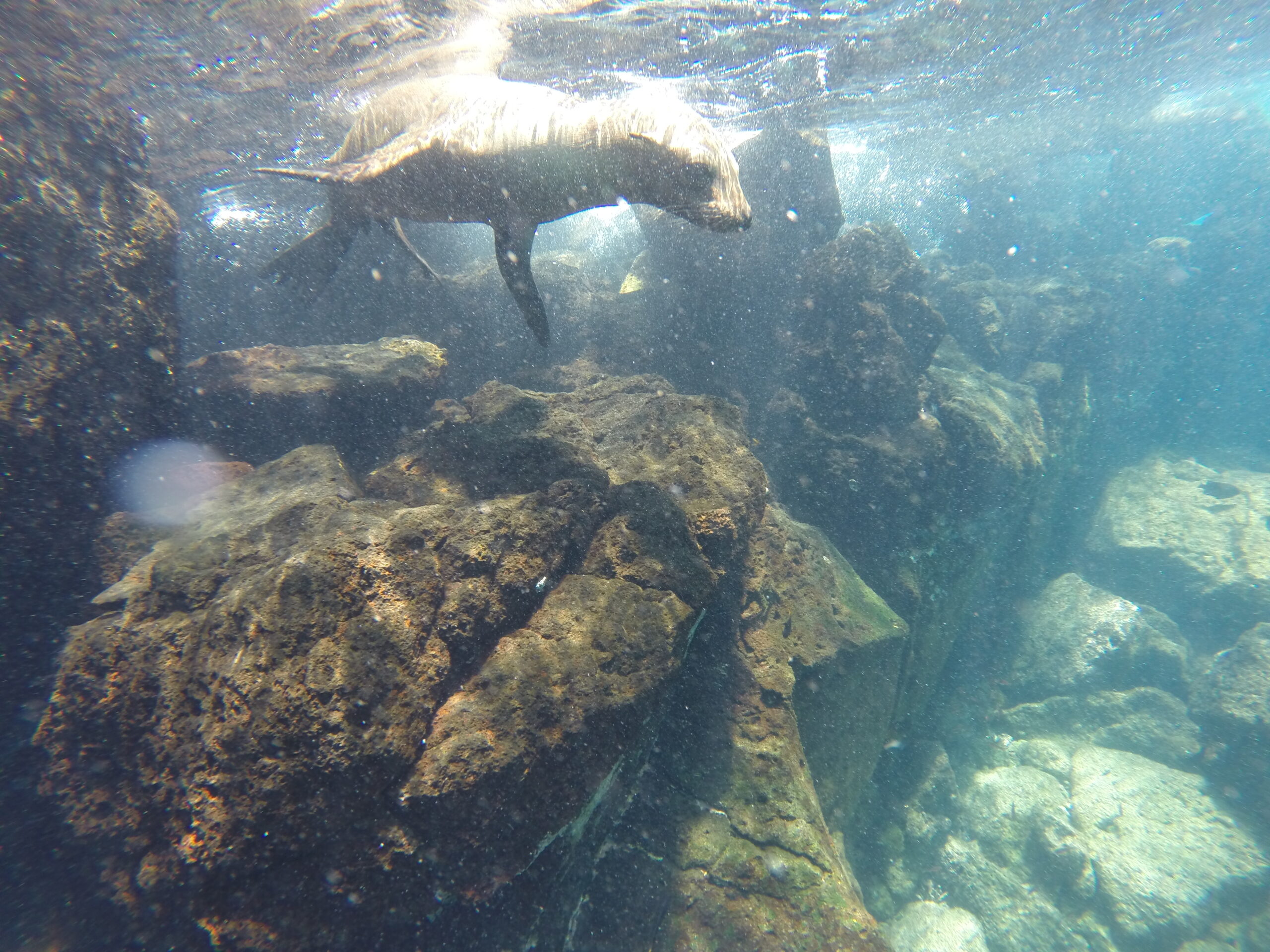 Sea lion swimming in rocky coastal waters of the Santa Fe Island, Galapagos.
