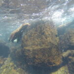 Sea lion swimming in rocky coastal waters of the Galapagos.
