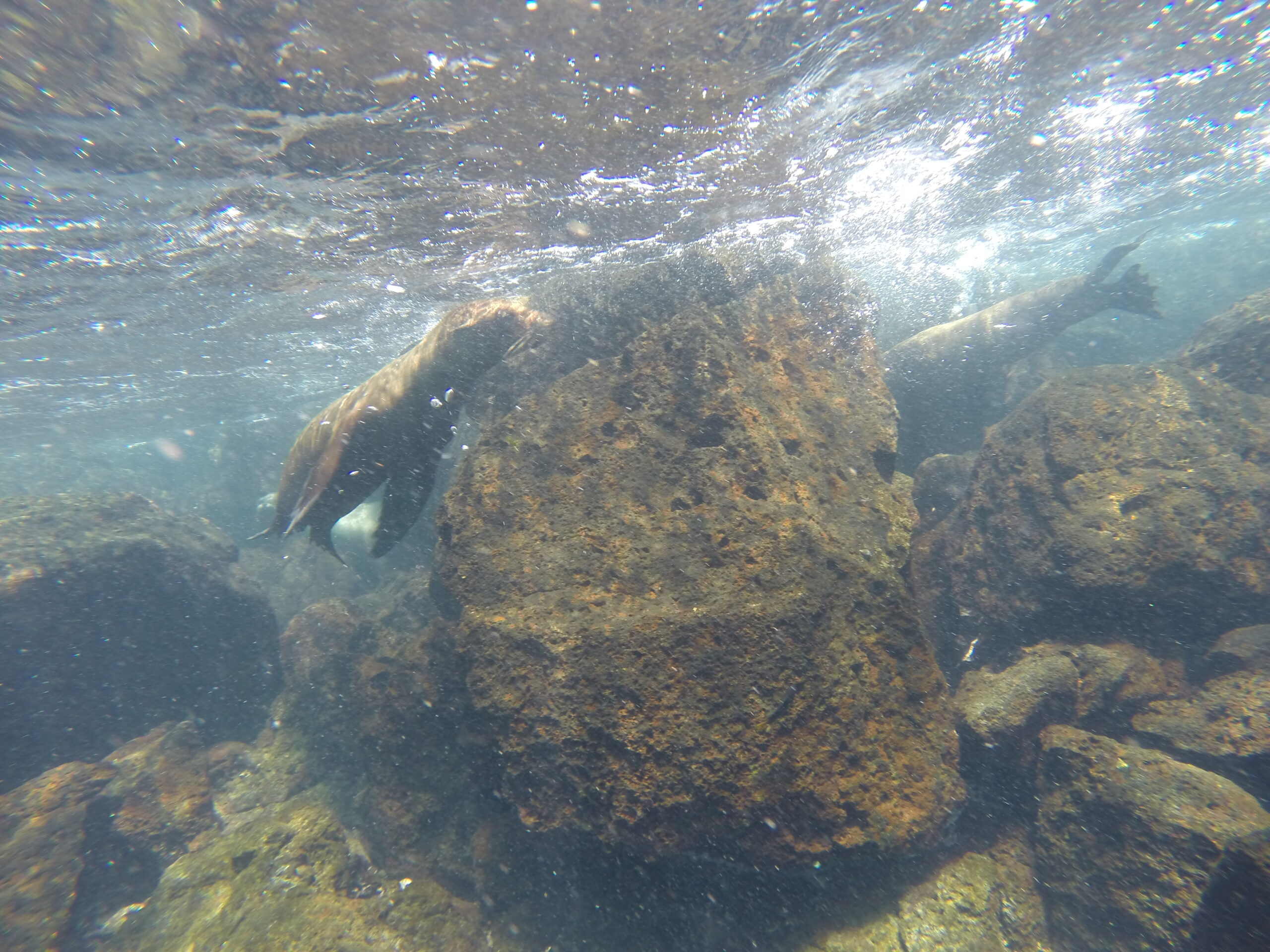 Sea lion swimming in rocky coastal waters of the Galapagos.