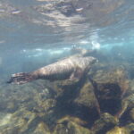 Sea lions swimming in rocky coastal waters of the Galapagos.