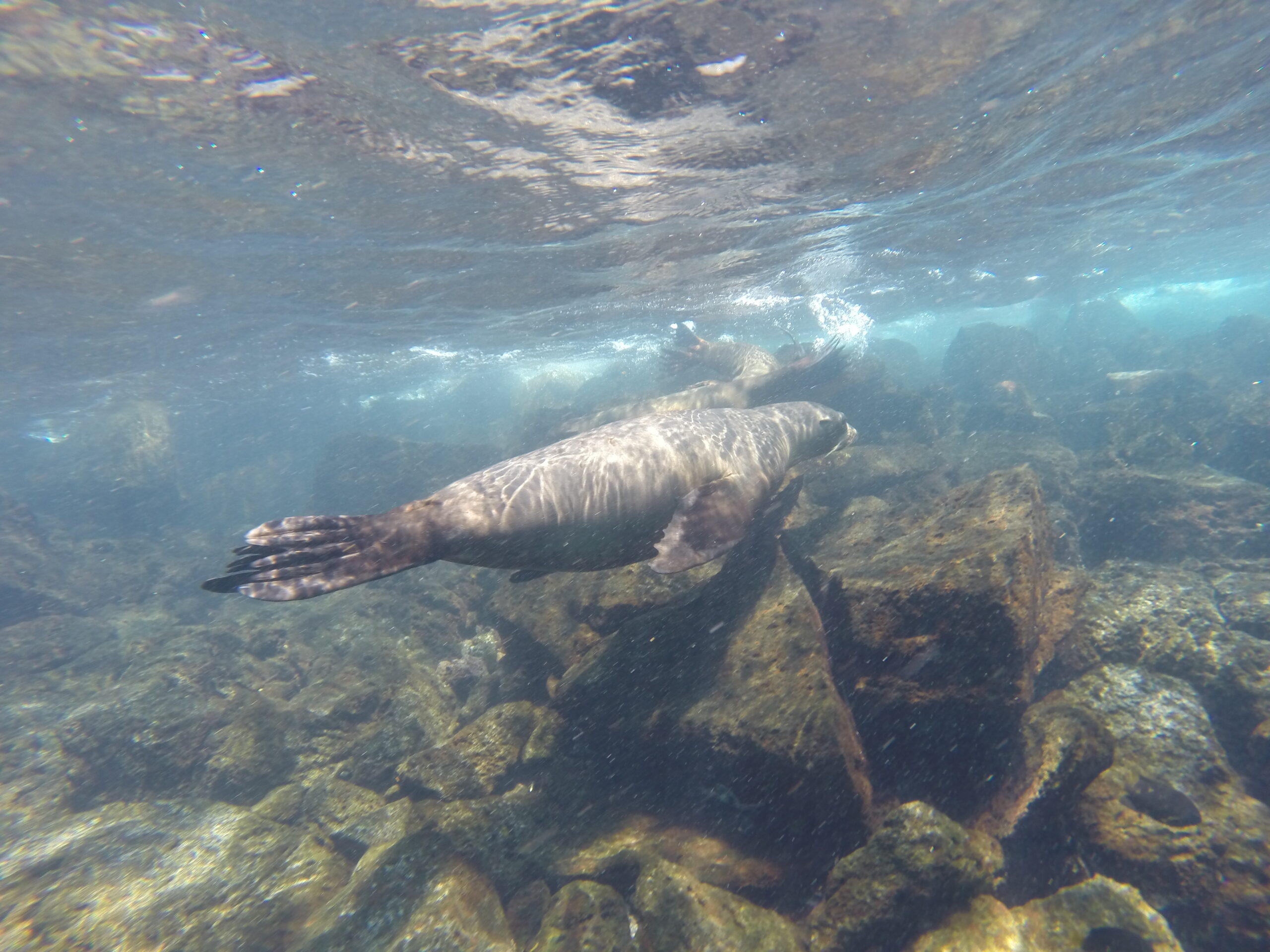 Sea lions swimming in rocky coastal waters of the Galapagos.