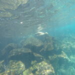 Sea lion swimming in rocky coastal waters of the Galapagos.