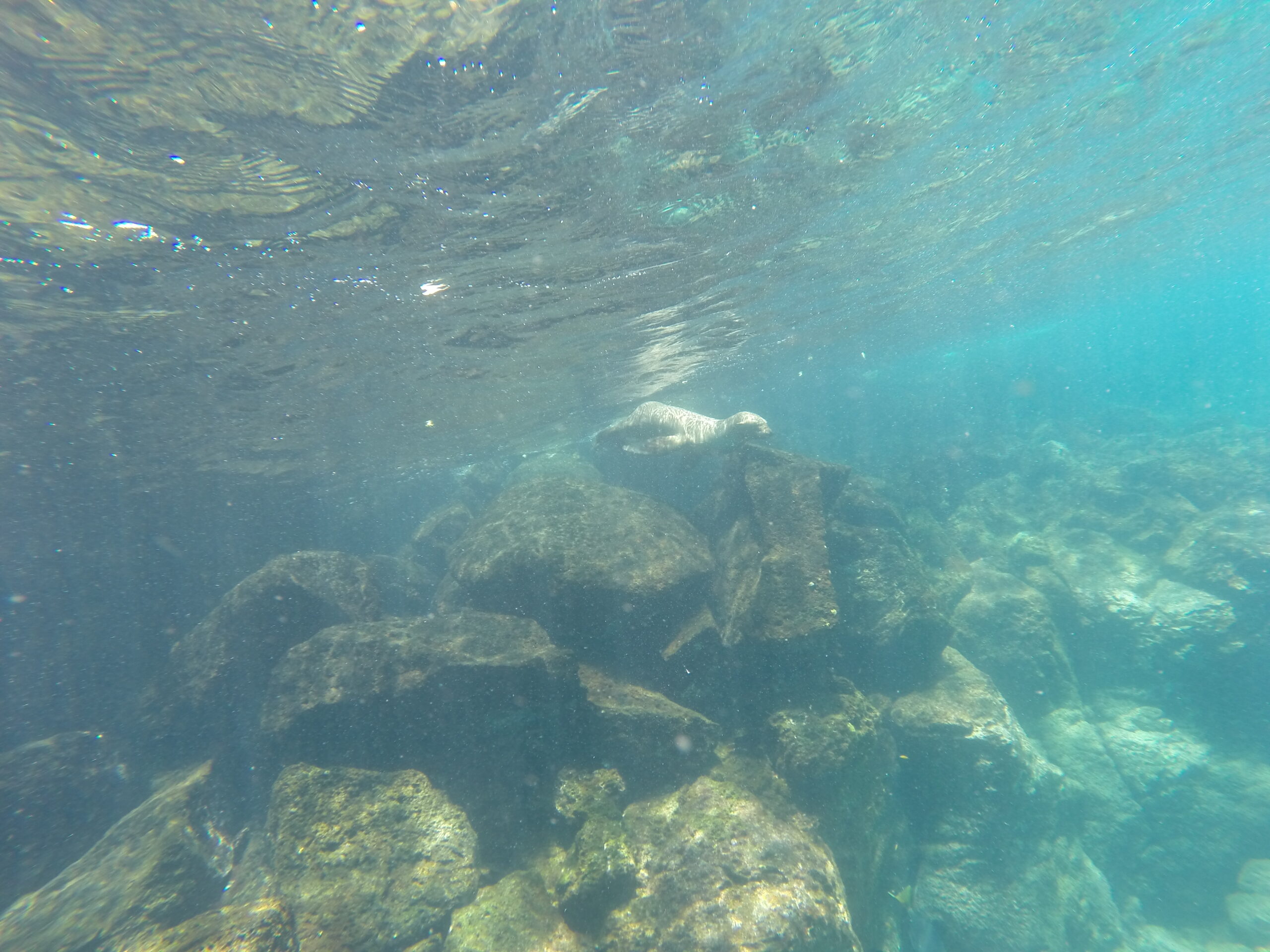 Sea lion swimming in rocky coastal waters of the Galapagos.