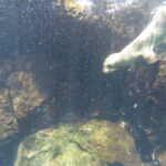 Sea lion swimming in rocky coastal waters of the Galapagos.
