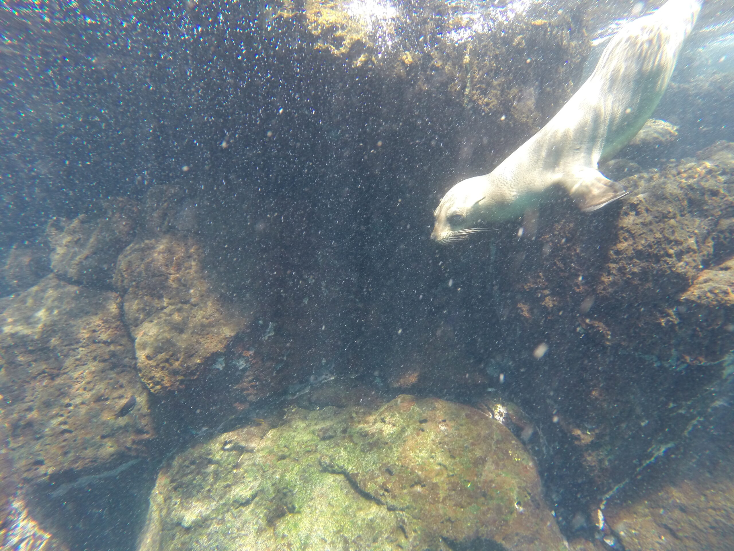 Sea lion swimming in rocky coastal waters of the Galapagos.
