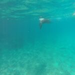 Sea lion swimming in rocky coastal waters of the Galapagos.
