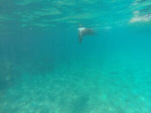 Sea lion swimming in rocky coastal waters of the Galapagos.