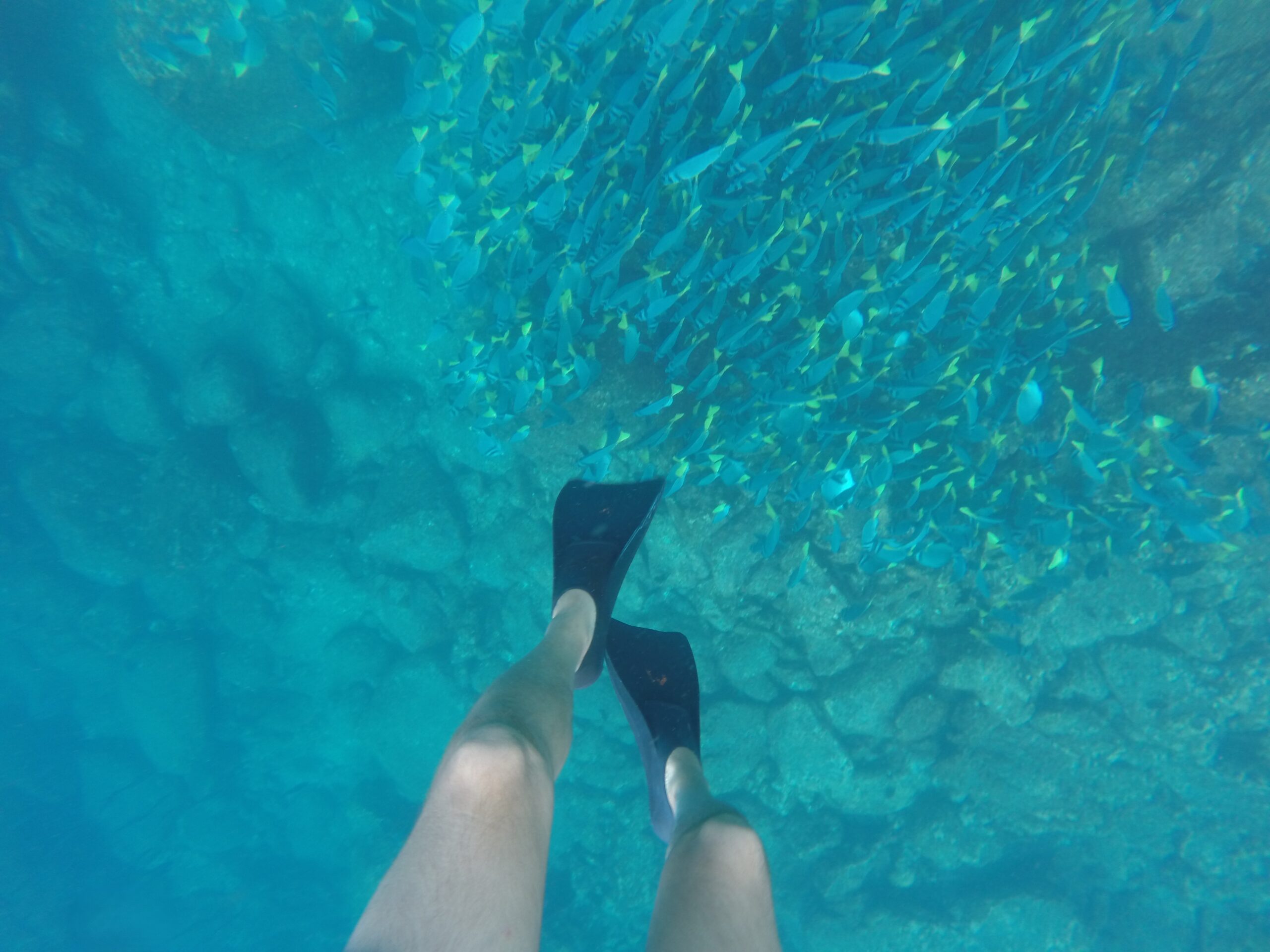 View from a snorkeler in Santa Fe Island, Galapagos, showing his swim fins and a school of fish swimming in the crystal-clear water below.