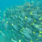 A large school of Prionurus Laticlavius (razor surgeonfish) with grey bodies and bright yellow tails swimming together in the clear waters of Santa Fe Island, Galapagos.