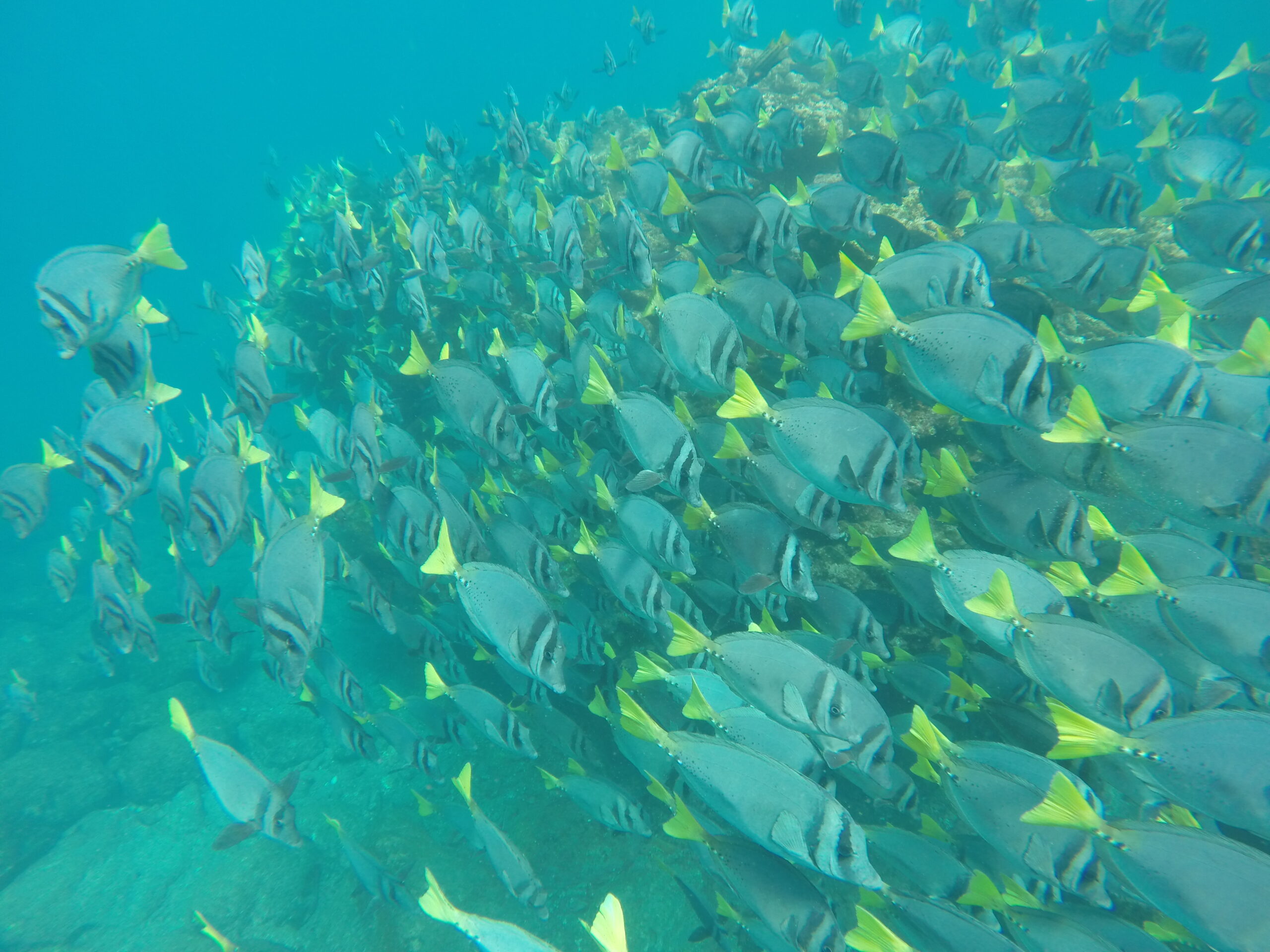 A large school of Prionurus Laticlavius (razor surgeonfish) with grey bodies and bright yellow tails swimming together in the clear waters of Santa Fe Island, Galapagos.
