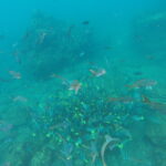 Underwater view near Santa Fe Island, Galapagos, showing several Pacific creolefish (Paranthias colonus) swimming in the foreground, with a dense school of yellowtail surgeonfish in the background.
