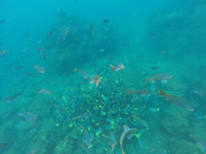 Underwater view near Santa Fe Island, Galapagos, showing several Pacific creolefish (Paranthias colonus) swimming in the foreground, with a dense school of yellowtail surgeonfish in the background.