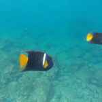 Two King Angelfish with dark blue bodies, bright orange tails, and a white vertical stripe swim over a rocky seabed near Santa Fe Island, Galapagos.