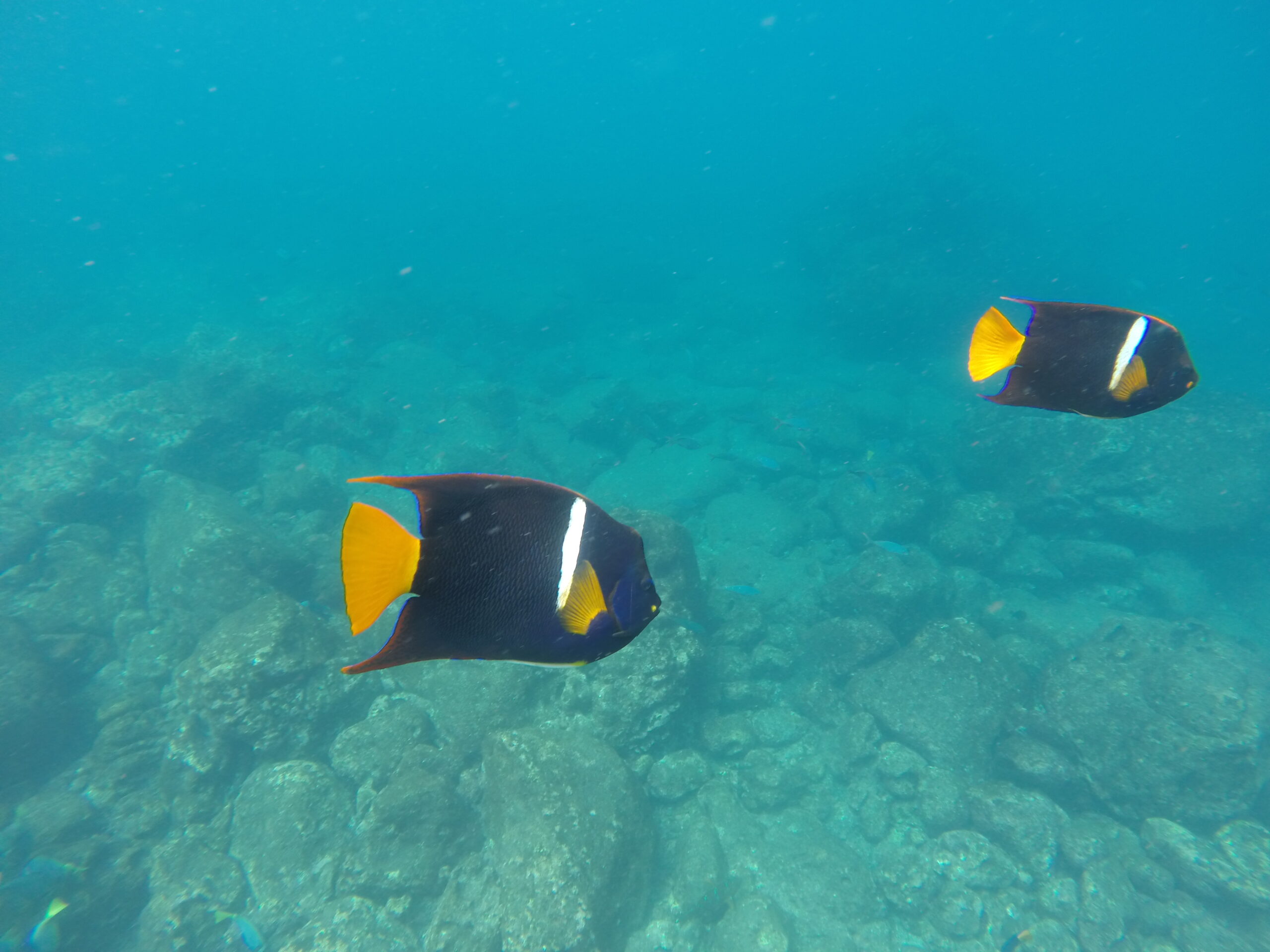 Two King Angelfish with dark blue bodies, bright orange tails, and a white vertical stripe swim over a rocky seabed near Santa Fe Island, Galapagos.