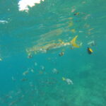 Large silver fish with yellow tails swimming near the surface among colorful reef fish in clear blue waters of Santa Fe Island, Galapagos.