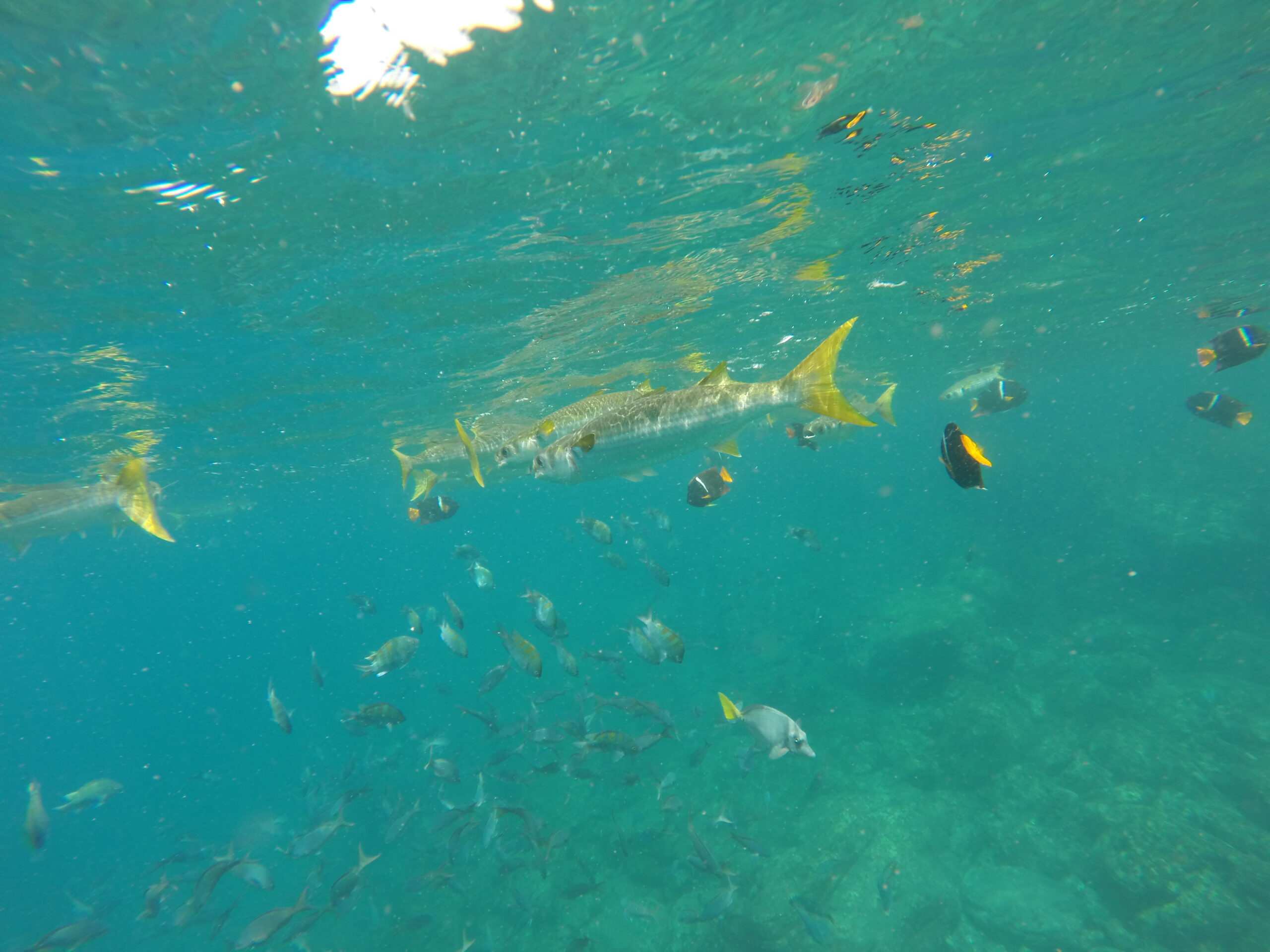 Large silver fish with yellow tails swimming near the surface among colorful reef fish in clear blue waters of Santa Fe Island, Galapagos.