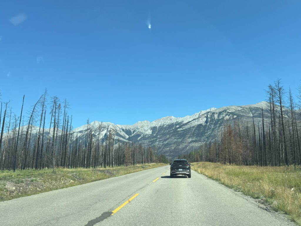 A car drives along the road to Maligne Lake near Jasper, with burnt trees lining both sides and rugged Rocky Mountains in the distance.