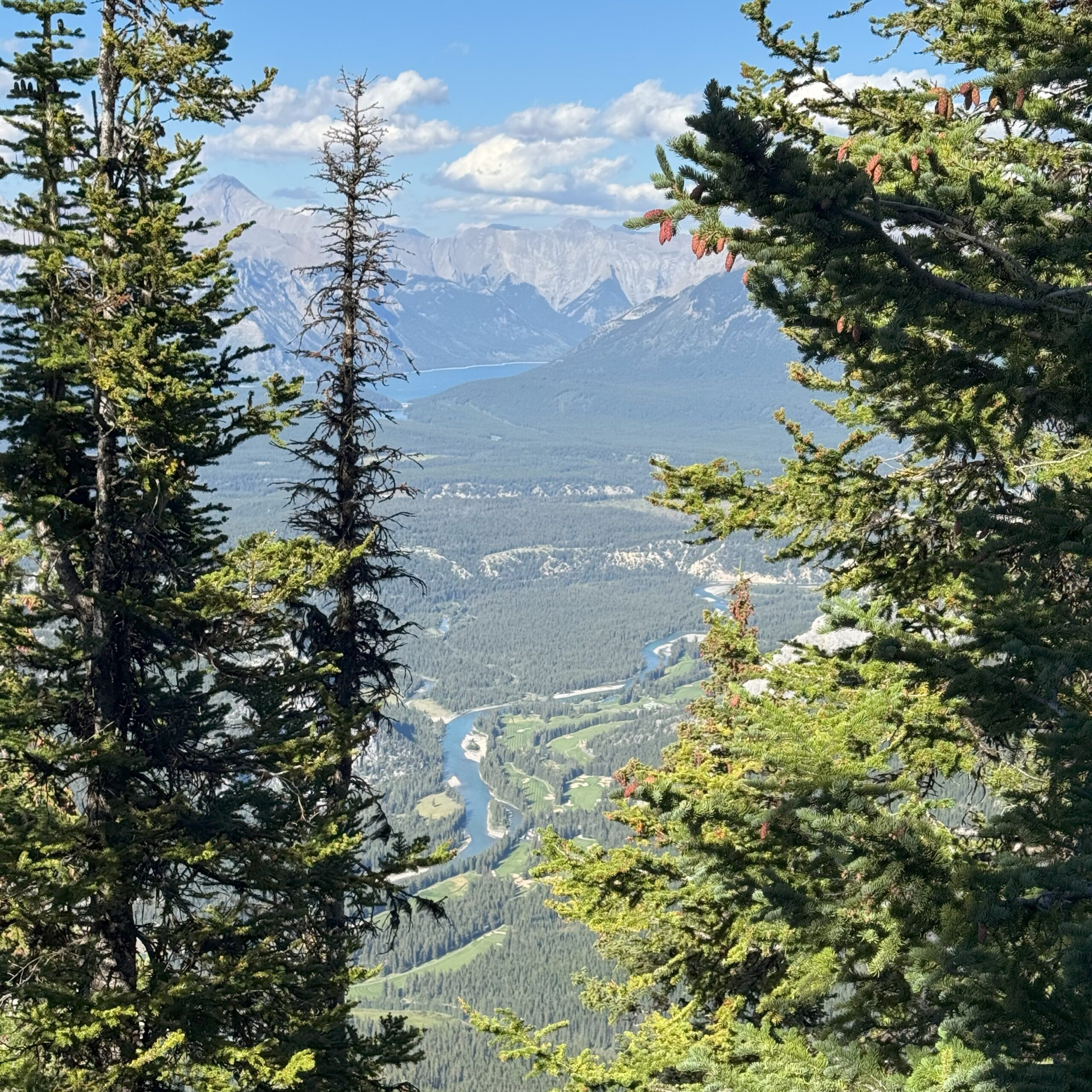 View of Banff’s valley and winding Bow River seen through tall pine trees from the Sulphur Mountain trail.
