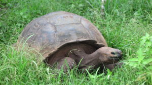 A giant Galapagos tortoise resting in the grass at Rancho Primicias on Santa Cruz Island.