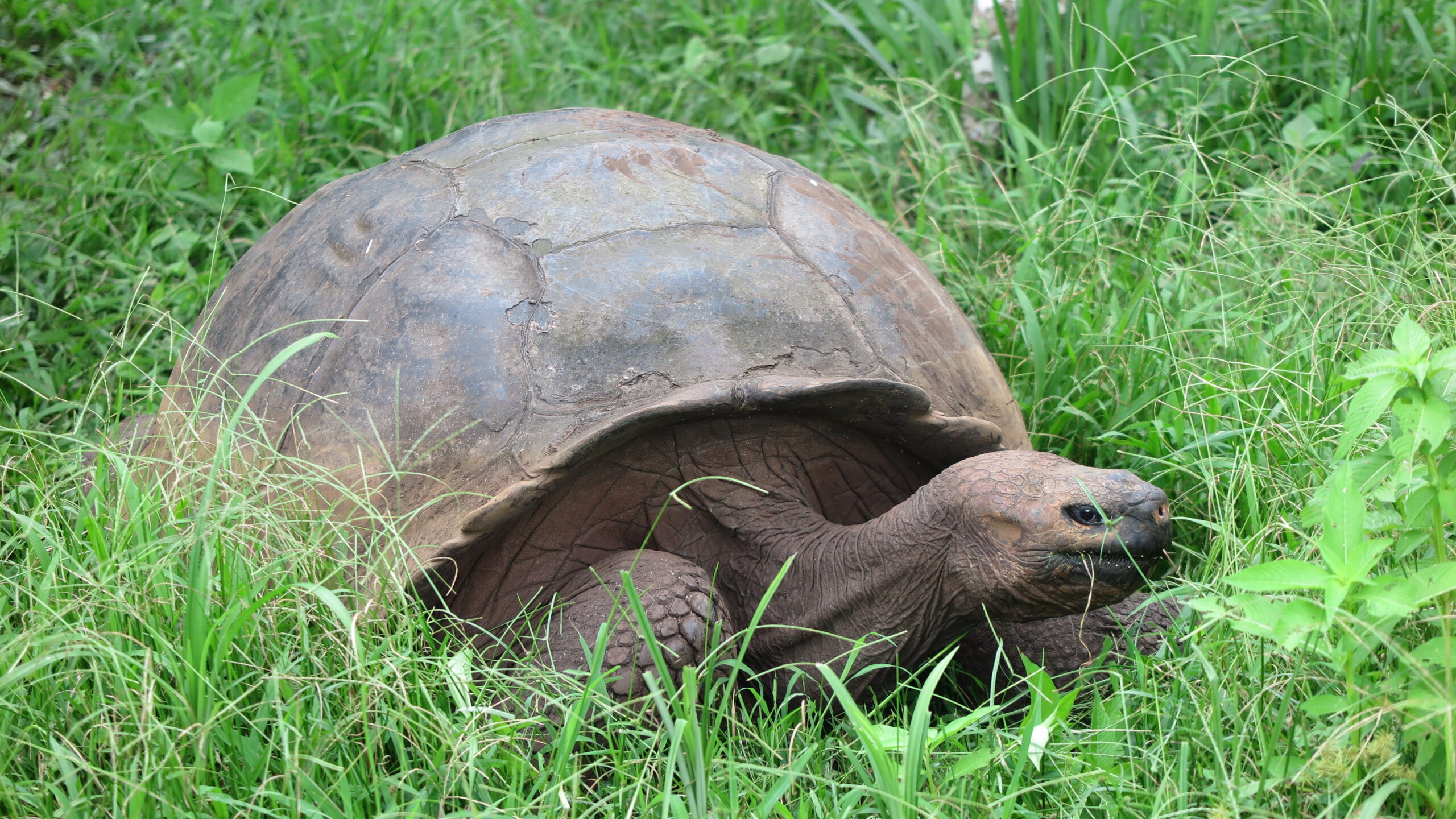A giant Galapagos tortoise resting in the grass at Rancho Primicias on Santa Cruz Island.