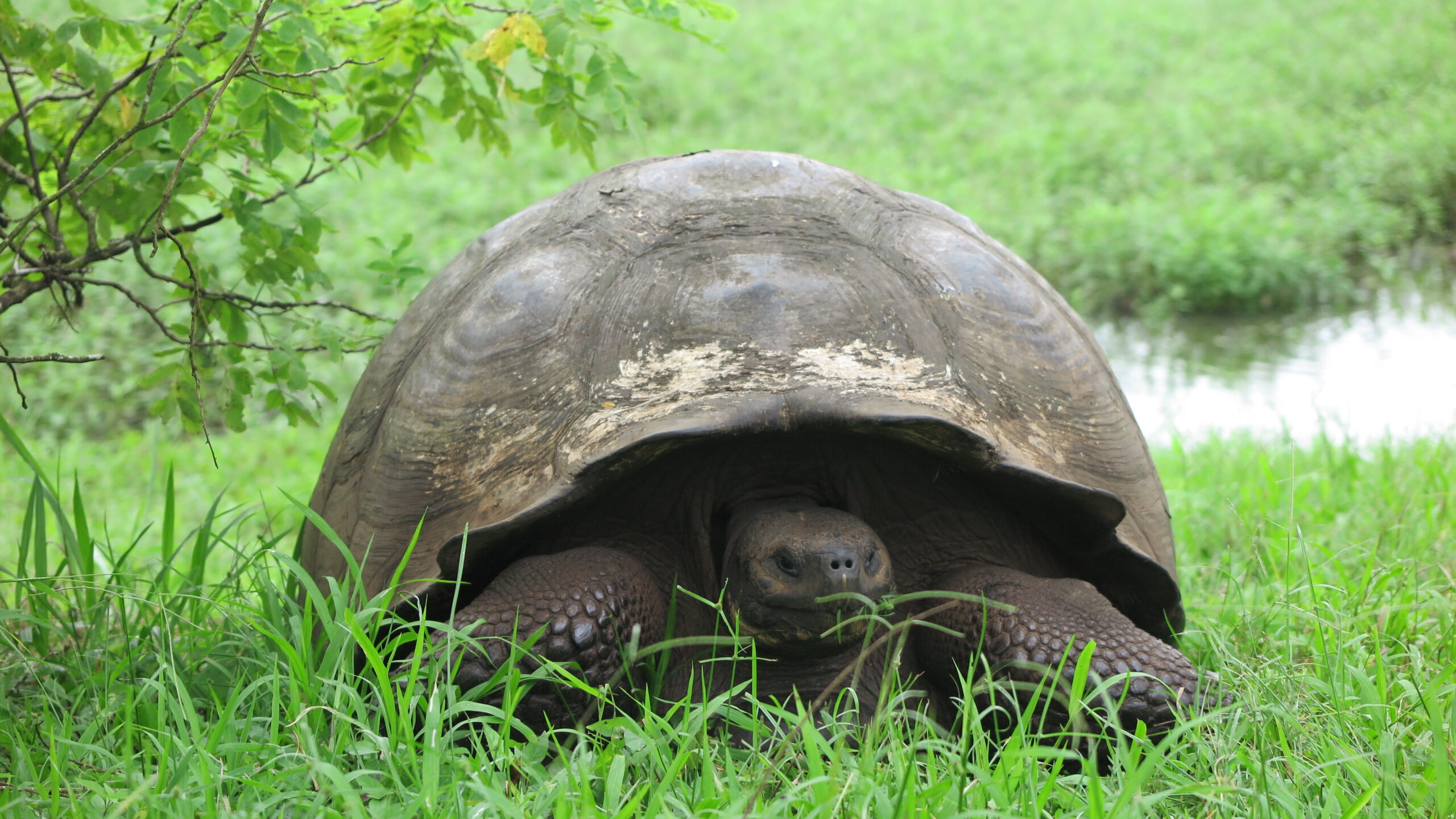 A giant Galapagos tortoise resting in the grass at Rancho Primicias on Santa Cruz Island.