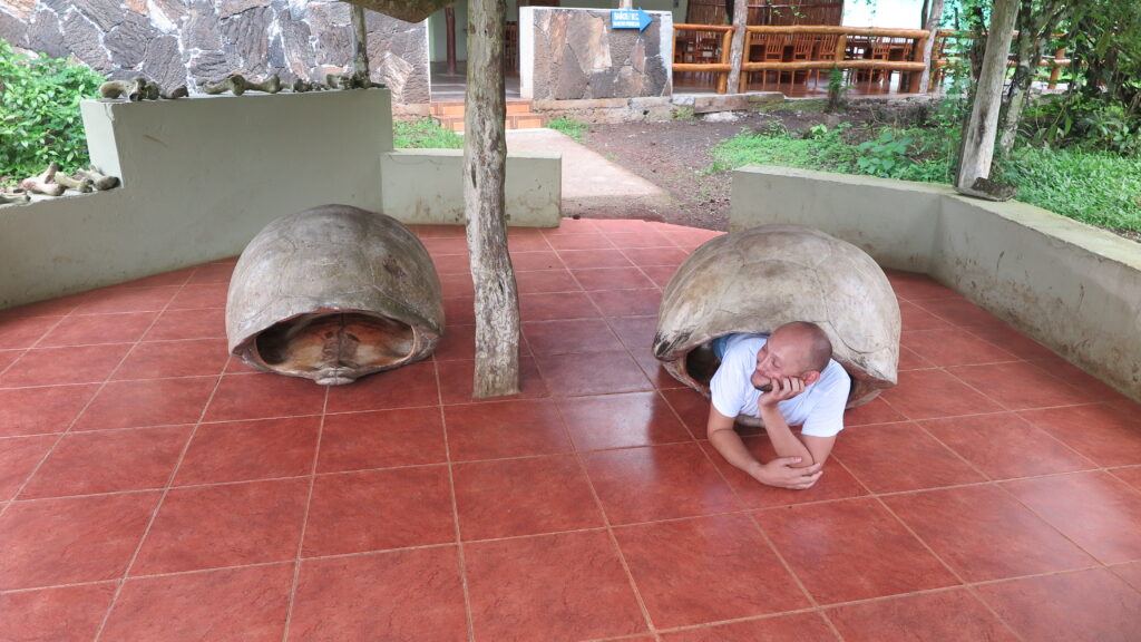 A visitor playfully poses inside a giant tortoise shell replica at Rancho Primicias on Santa Cruz Island, Galapagos.