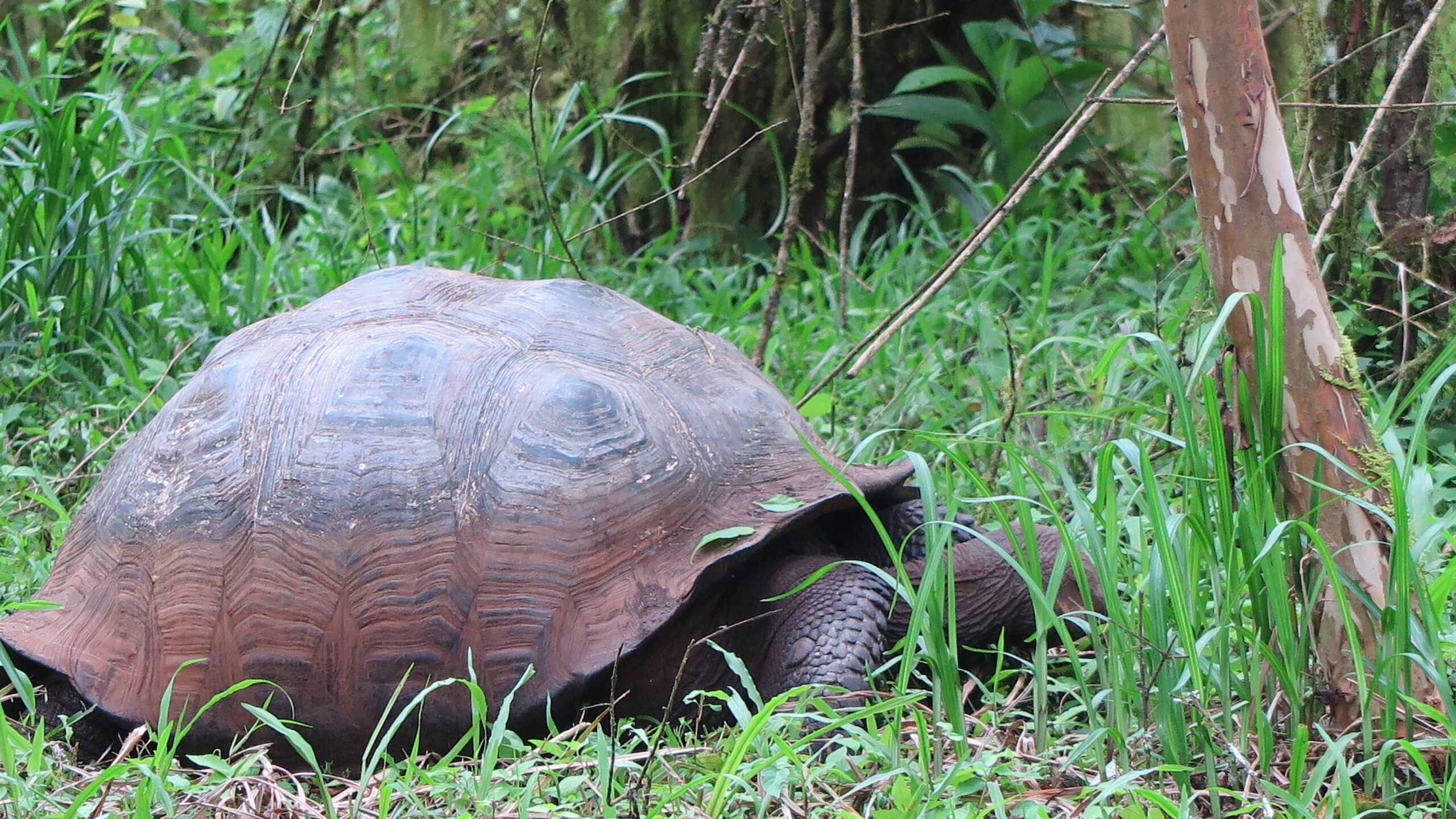 A giant Galapagos tortoise resting in the grass at Rancho Primicias on Santa Cruz Island.