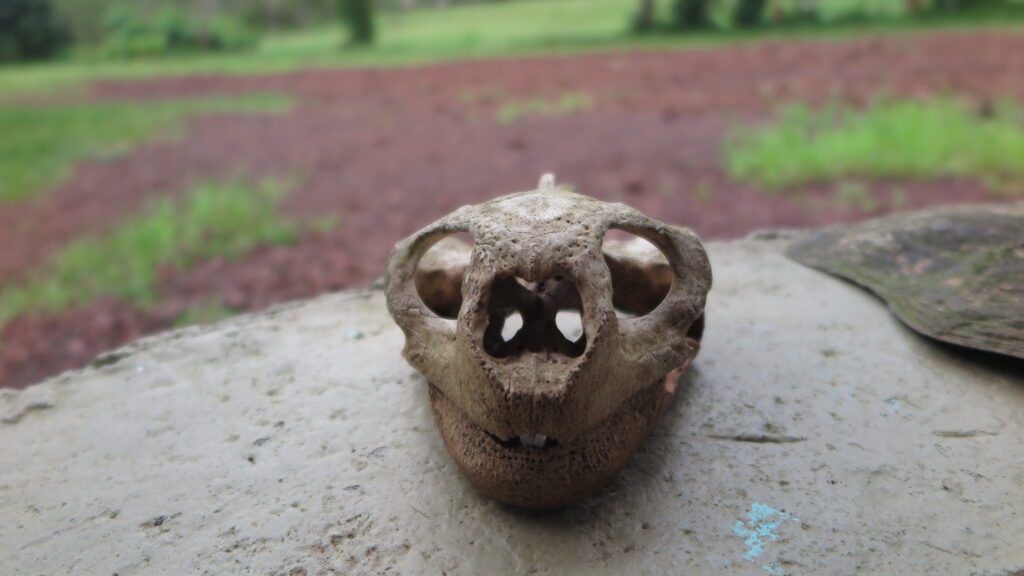 Close-up of a tortoise skull displayed at Rancho Primicias on Santa Cruz Island, Galapagos.